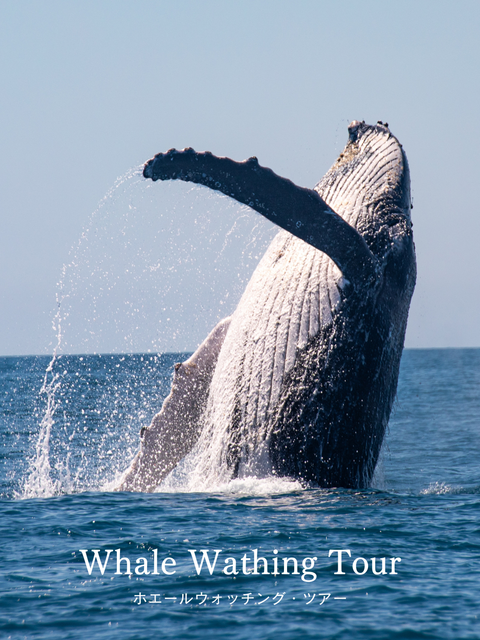 ホエールウォッチング・ツアー|奄美大島