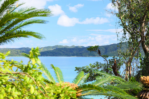 琉球ヴィラ・ソテツからの眺め