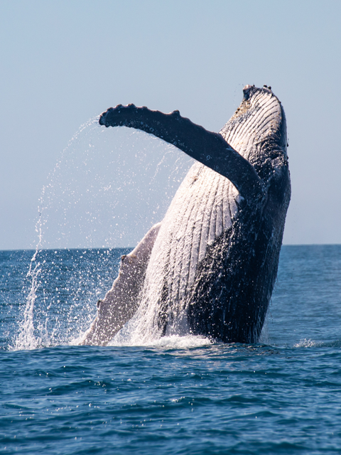 ホエールウォッチング・ツアー｜奄美大島